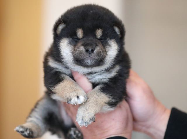 AI5I2513-puppy AI5I2513-puppy