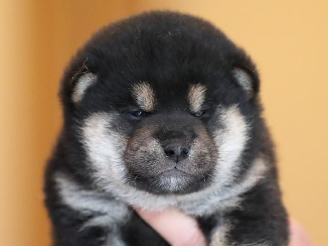 AI5I2522-puppy AI5I2522-puppy