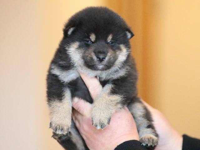 AI5I2539-puppy AI5I2539-puppy