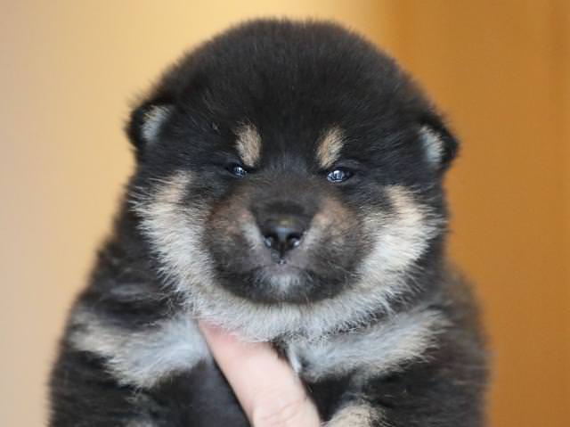 AI5I2544-puppy AI5I2544-puppy