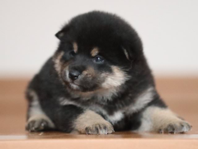 AI5I2551-puppy AI5I2551-puppy
