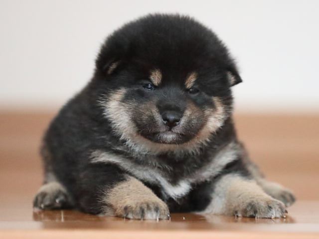 AI5I2594-puppy AI5I2594-puppy