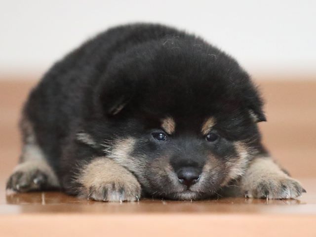 AI5I2602-puppy AI5I2602-puppy