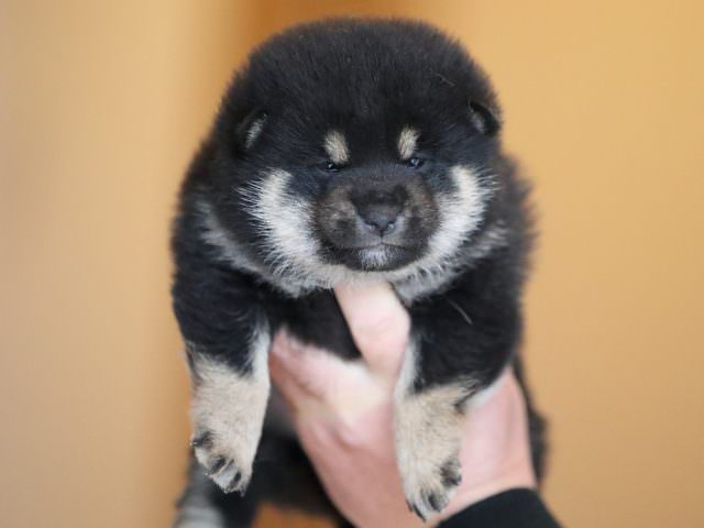 AI5I2608-puppy AI5I2608-puppy