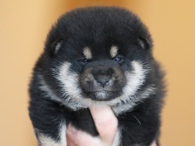 AI5I2613-puppy AI5I2613-puppy