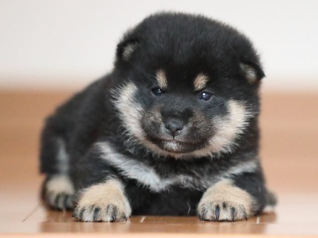 AI5I2628-puppy AI5I2628-puppy