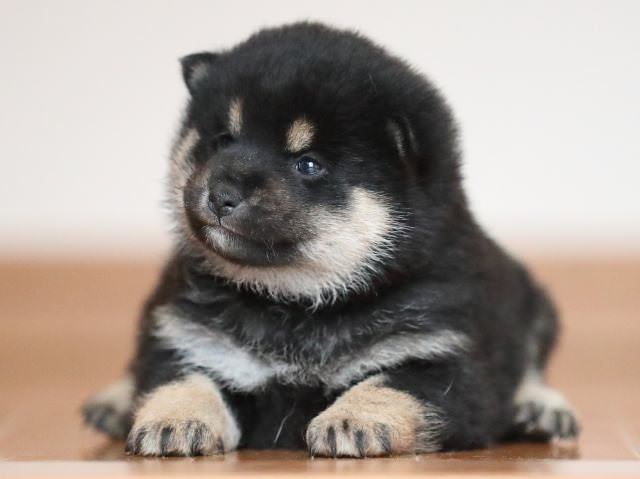 AI5I2641-puppy AI5I2641-puppy