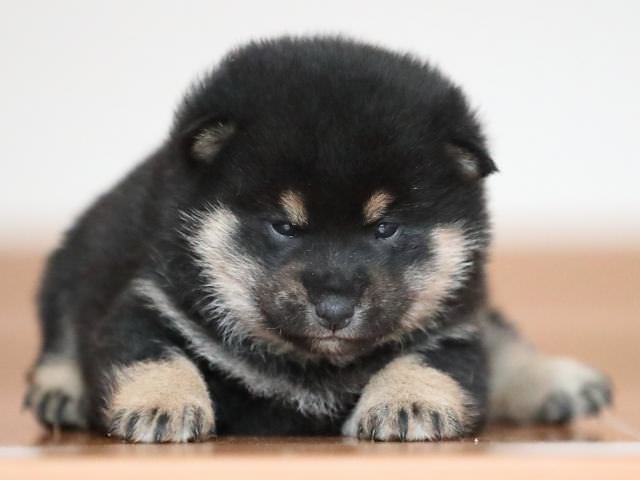 AI5I2663-puppy AI5I2663-puppy