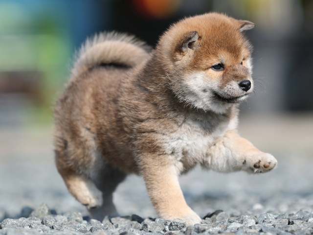 AI5I3043-puppy AI5I3043-puppy