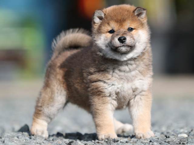 AI5I3070-puppy AI5I3070-puppy