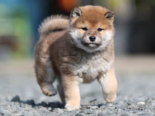 AI5I3082-puppy AI5I3082-puppy