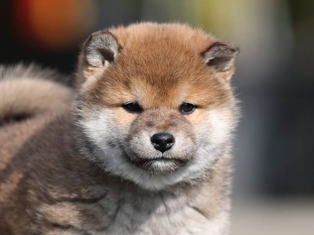 AI5I3083-puppy AI5I3083-puppy