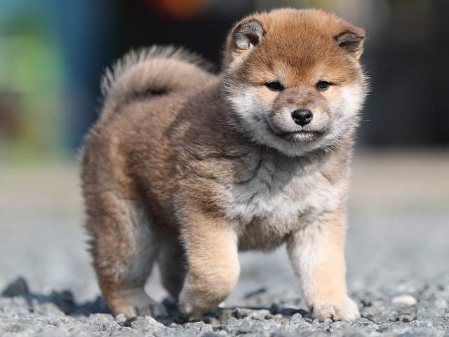 AI5I3084-puppy AI5I3084-puppy