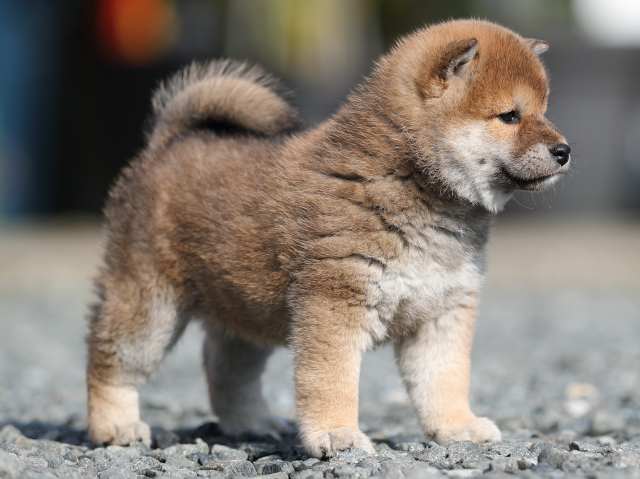 AI5I3098-puppy AI5I3098-puppy