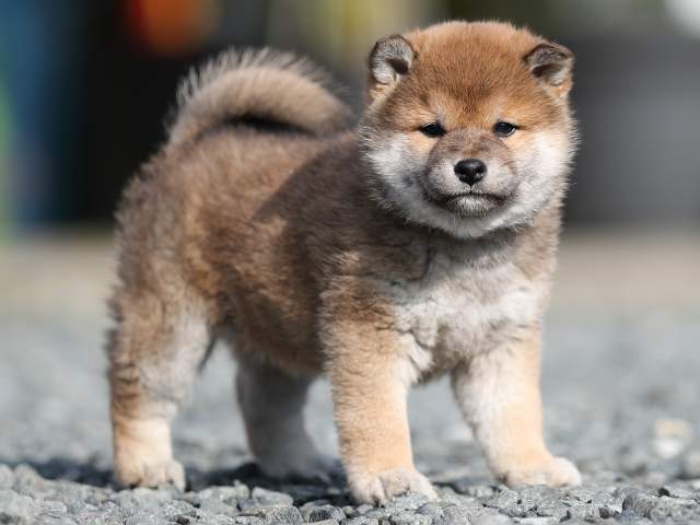AI5I3117-puppy AI5I3117-puppy