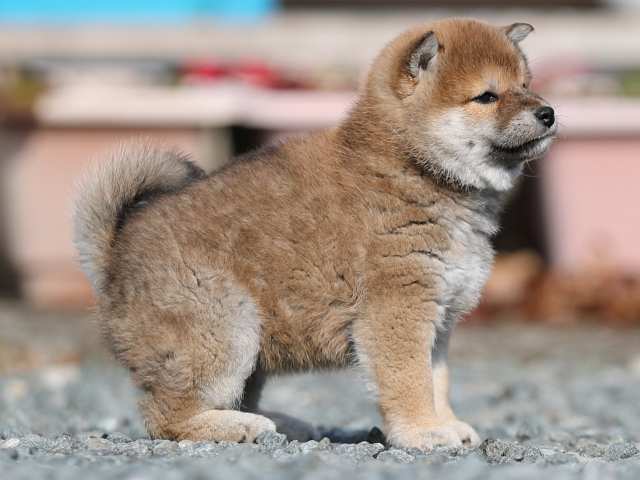 AI5I3140-puppy AI5I3140-puppy