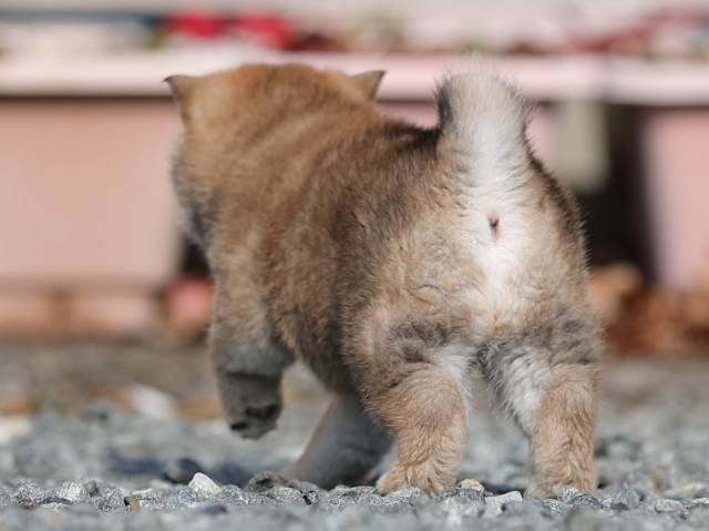 AI5I3141-puppy AI5I3141-puppy