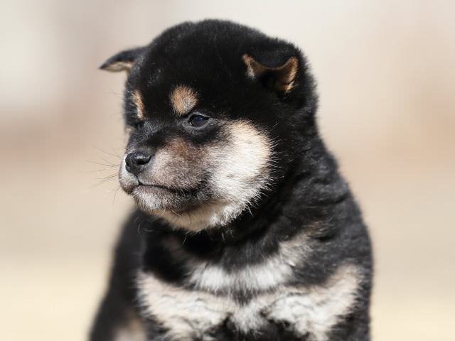 AI5I4637-puppy AI5I4637-puppy