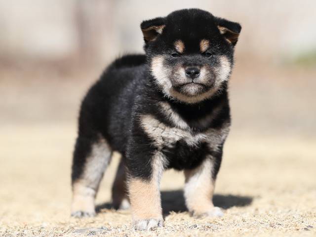 AI5I4643-puppy AI5I4643-puppy