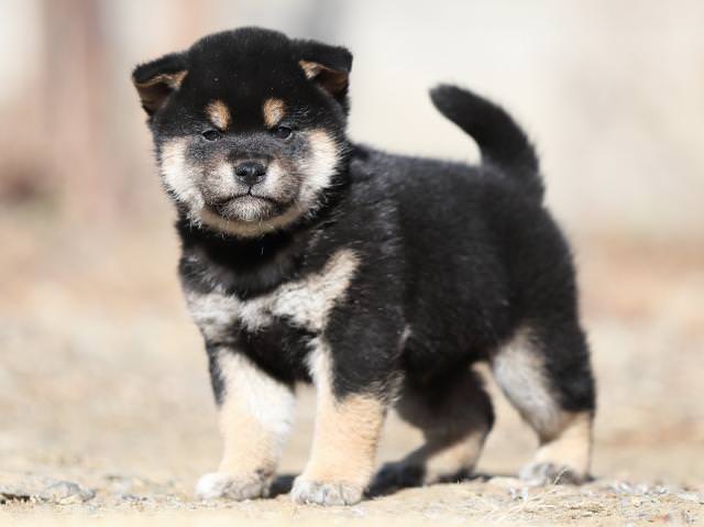 AI5I4660-puppy AI5I4660-puppy