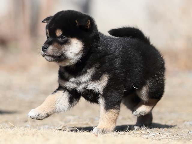 AI5I4691-puppy AI5I4691-puppy