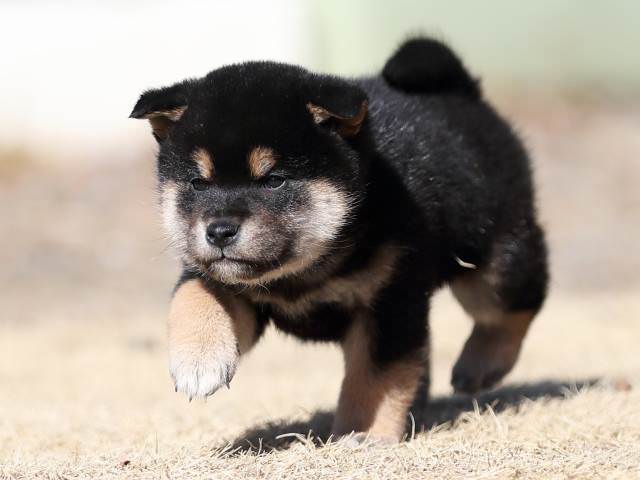AI5I4734-puppy AI5I4734-puppy