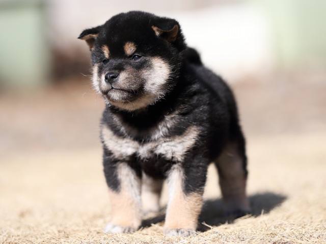 AI5I4739-puppy AI5I4739-puppy
