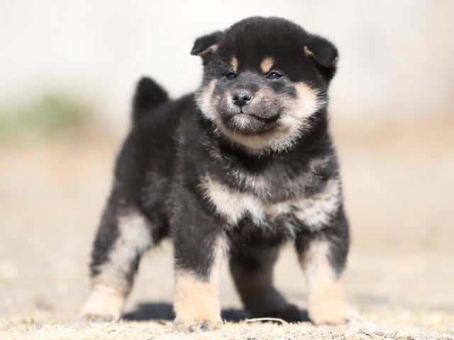 AI5I4748-puppy AI5I4748-puppy