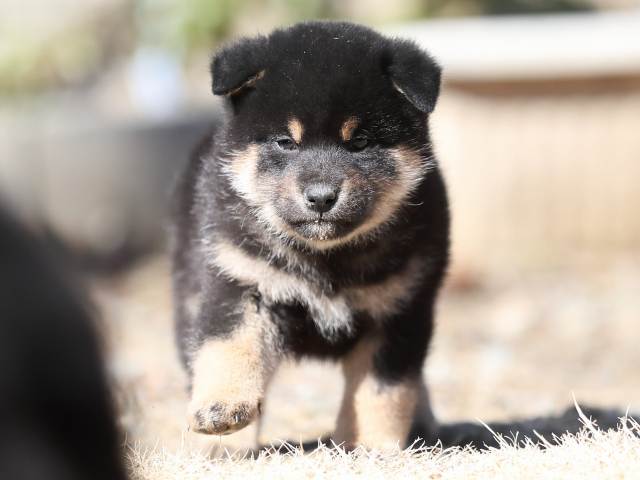 AI5I4782-puppy AI5I4782-puppy
