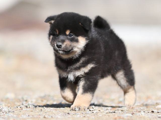 AI5I4805-puppy AI5I4805-puppy