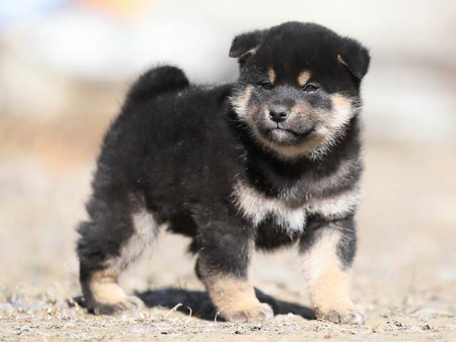 AI5I4864-puppy AI5I4864-puppy