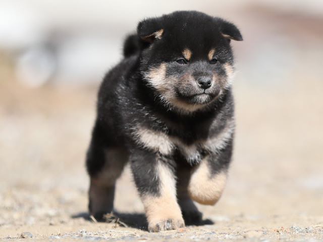 AI5I4875-puppy AI5I4875-puppy