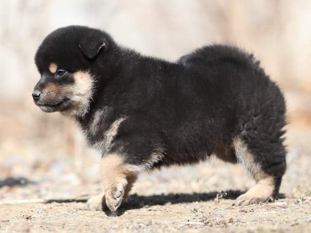 AI5I5017-puppy AI5I5017-puppy