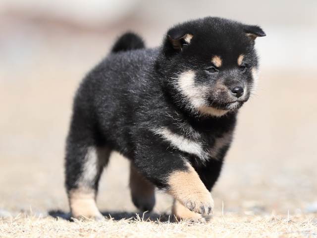 AI5I5150-puppy AI5I5150-puppy