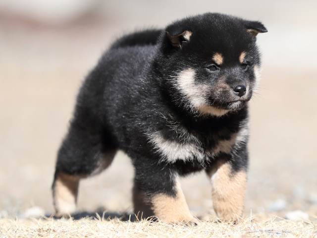 AI5I5152-puppy AI5I5152-puppy