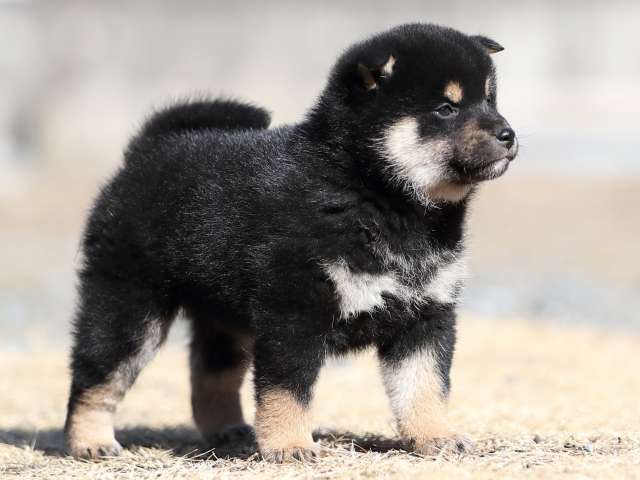 AI5I5183-puppy AI5I5183-puppy