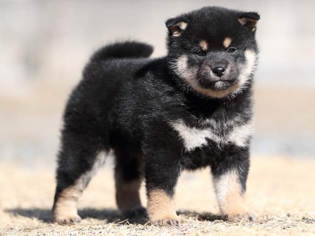 AI5I5192-puppy AI5I5192-puppy
