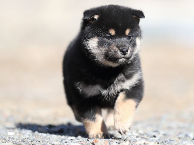 AI5I5233-puppy AI5I5233-puppy