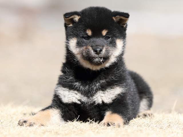 AI5I5876-puppy AI5I5876-puppy
