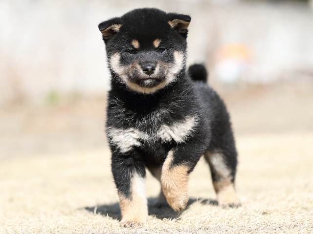 AI5I5897-puppy AI5I5897-puppy