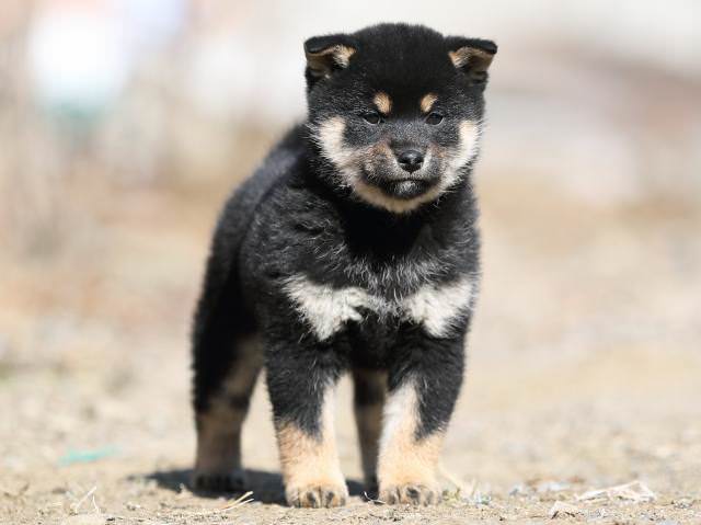 AI5I5940-puppy AI5I5940-puppy