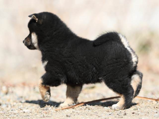 AI5I5956-puppy AI5I5956-puppy