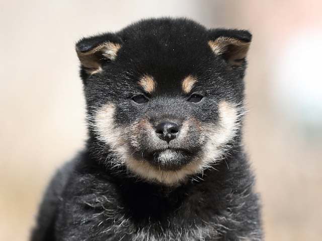 AI5I5972-puppy AI5I5972-puppy