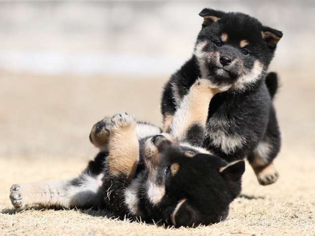 AI5I6354-puppy AI5I6354-puppy