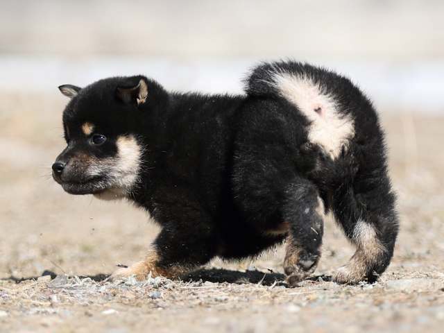 AI5I6375-puppy AI5I6375-puppy