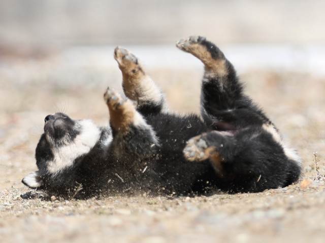 AI5I6376-puppy AI5I6376-puppy