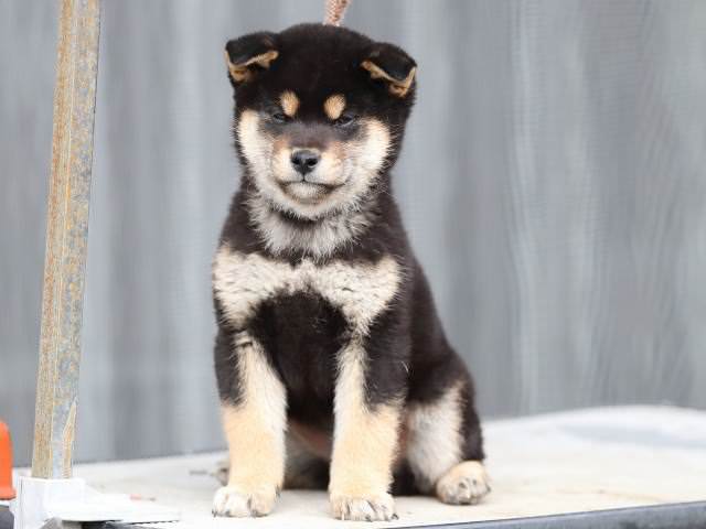 AI5I8017-puppy AI5I8017-puppy