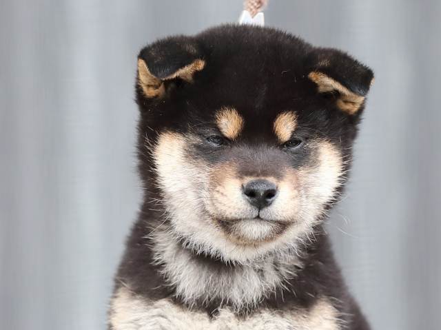 AI5I8019-puppy AI5I8019-puppy