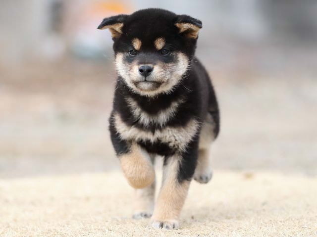 AI5I8022-puppy AI5I8022-puppy