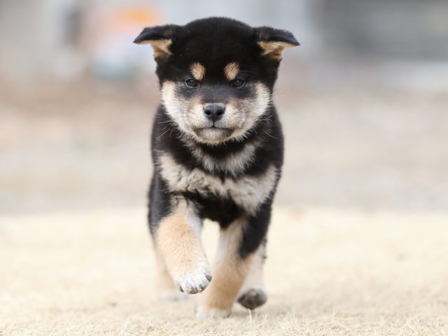 AI5I8027-puppy AI5I8027-puppy